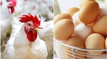 أسعار قياسية.. تعرف على آخر مستجدات سعر الفراخ البيضاء وكرتونة البيض في الأسواق